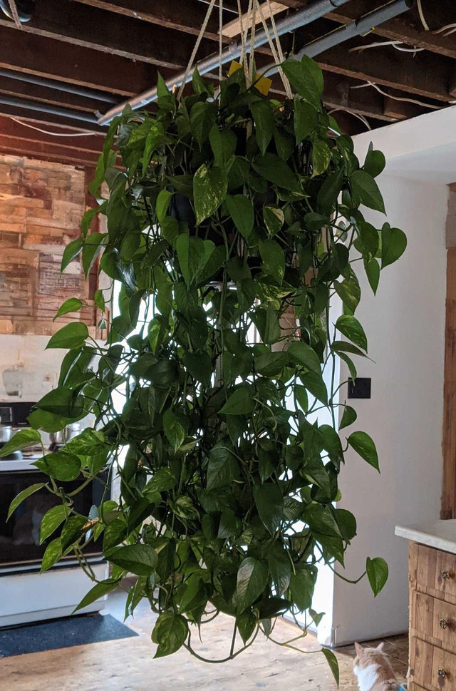 Huge, Healthy, Gorgeous 5'L x 3'W Hanging Pothos Devil's Ivy - photo 4