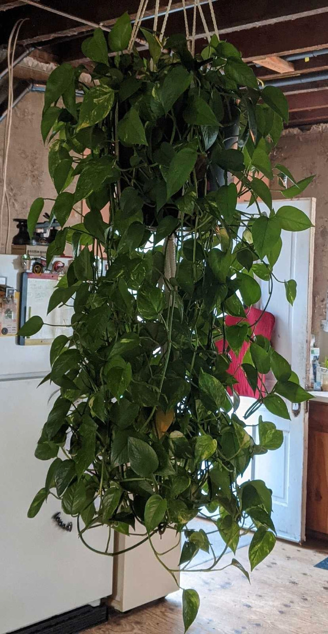Huge, Healthy, Gorgeous 5'L x 3'W Hanging Pothos Devil's Ivy