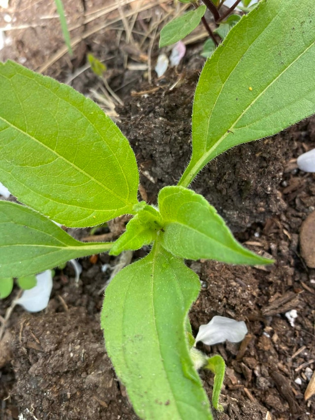 Sunchoke plant - photo 3