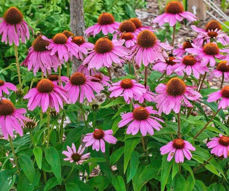 Purple corn flower (echinacea) @ Mississauga