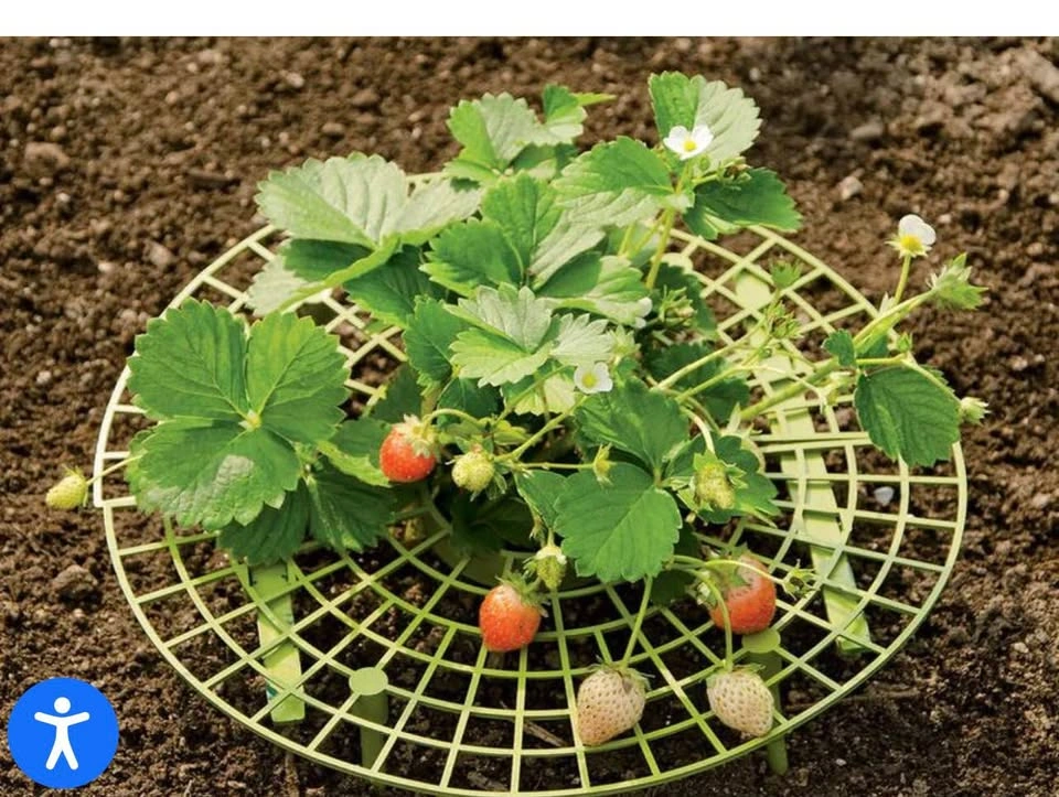 Plastic Strawberry Plant Supports / Fruit Cradles – 9 Pack - photo 2