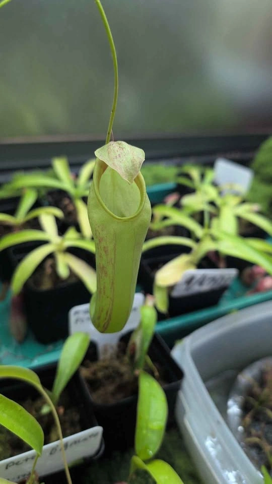 carnivorous pitcher plant. (Red leopard) - photo 3