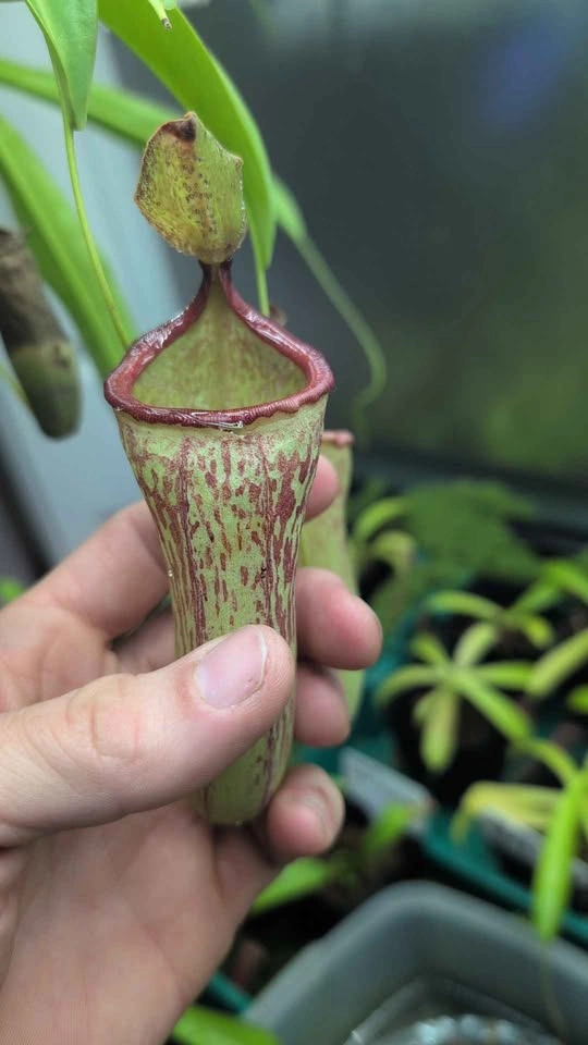 carnivorous pitcher plant. (Red leopard) - photo 4