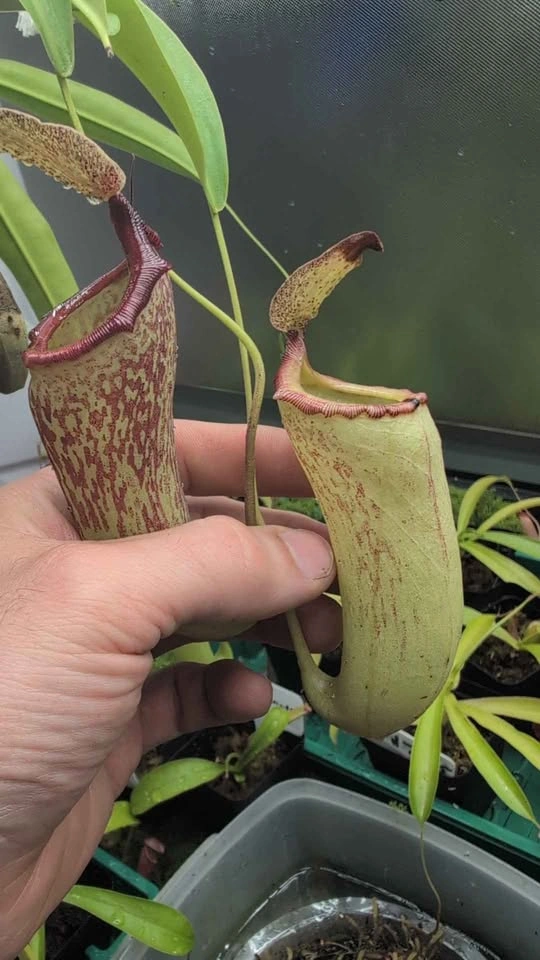 carnivorous pitcher plant. (Red leopard) - photo 5