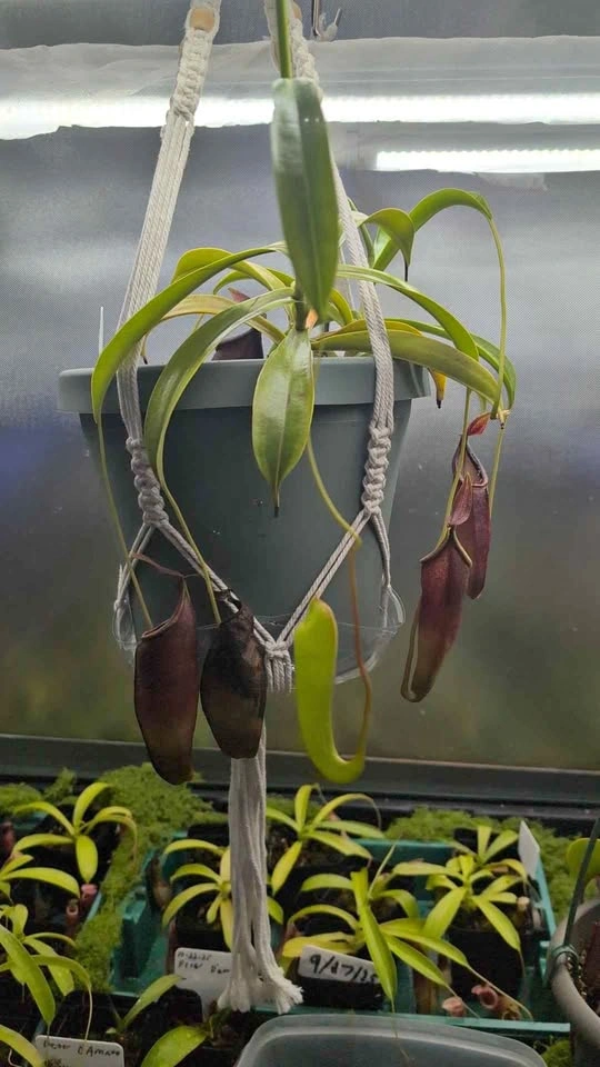 Large Carnivorous Pitcher Plant (Spatulata & Dubia) - 8-in Pot