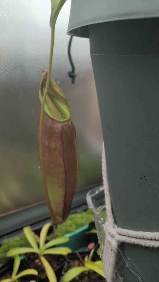 Large Carnivorous Pitcher Plant (Spatulata & Dubia) - 8-in Pot - photo 2