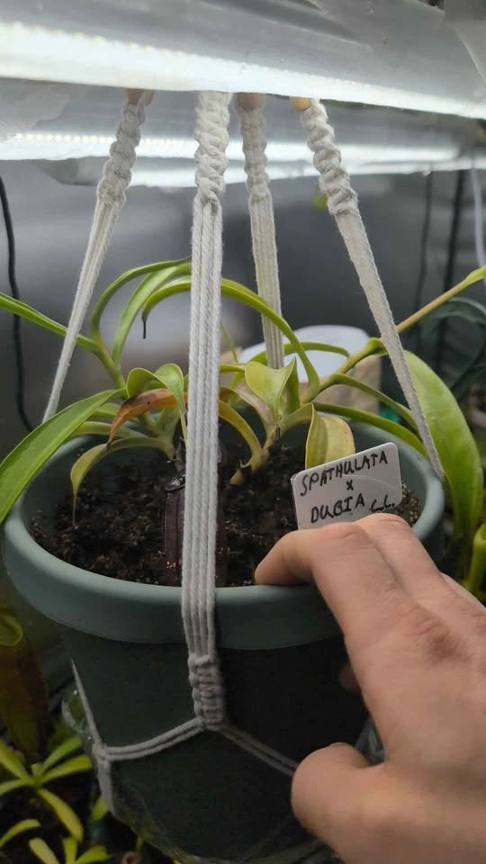 Large Carnivorous Pitcher Plant (Spatulata & Dubia) - 8-in Pot - photo 3