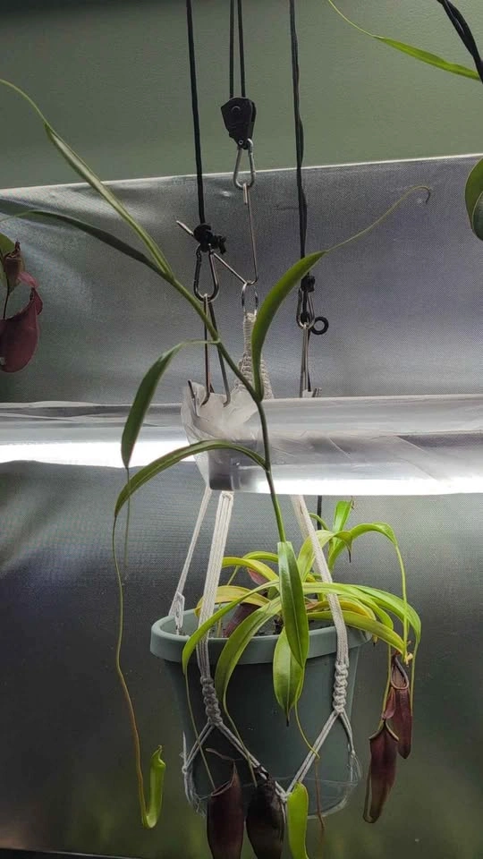 Large Carnivorous Pitcher Plant (Spatulata & Dubia) - 8-in Pot - photo 4