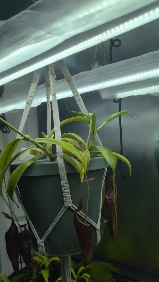 Large Carnivorous Pitcher Plant (Spatulata & Dubia) - 8-in Pot - photo 5