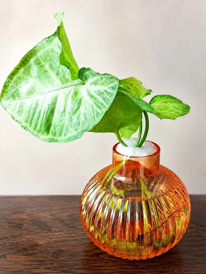 New orange vase with real pothos