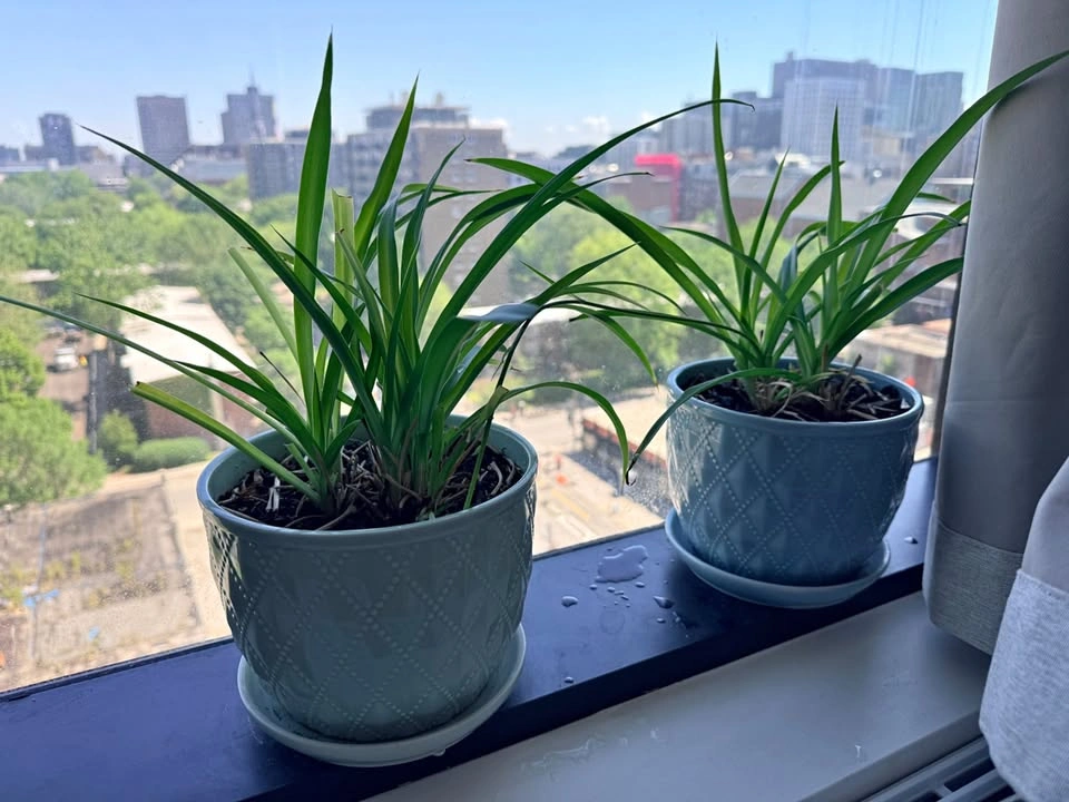 Free Plants - Succulents, Flowers