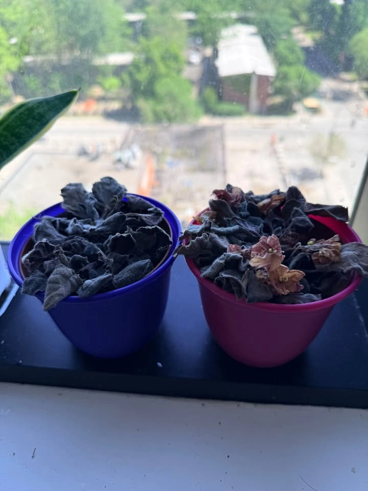 Free Plants - Succulents, Flowers - photo 2