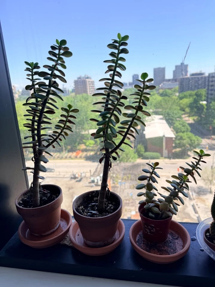 Free Plants - Succulents, Flowers - photo 3