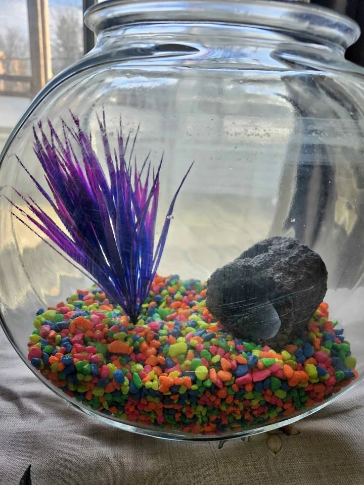 Fish bowl with Sponge Bob accessories
