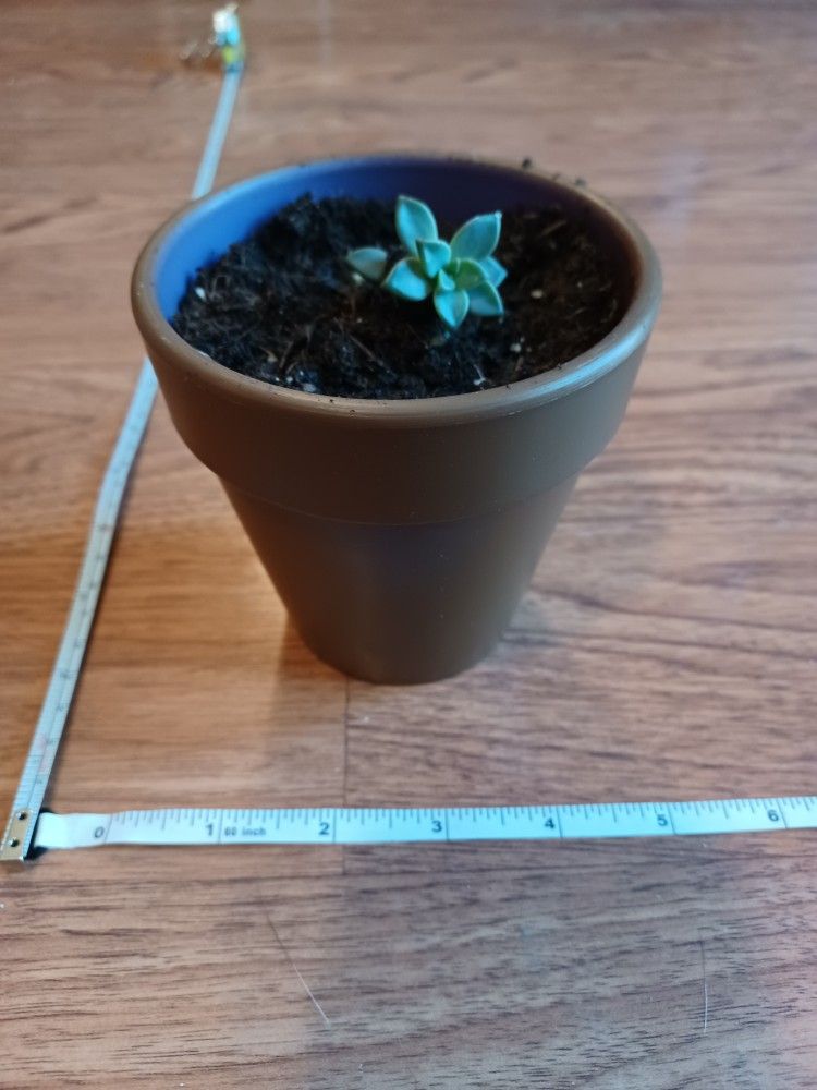 Small Gray Planter Pot