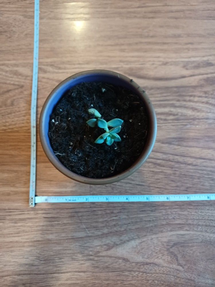 Small Gray Planter Pot - photo 2