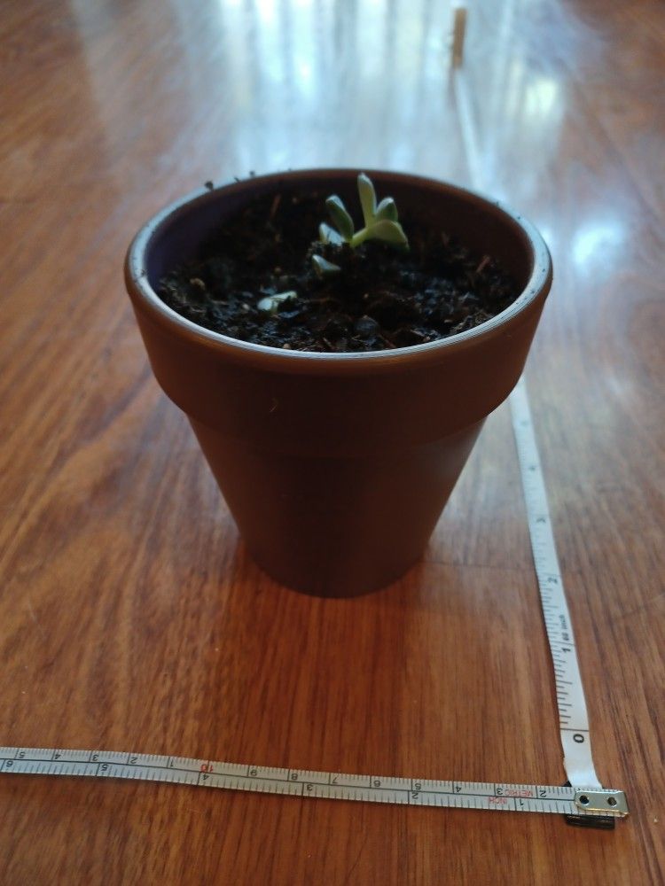 Small Gray Planter Pot - photo 3