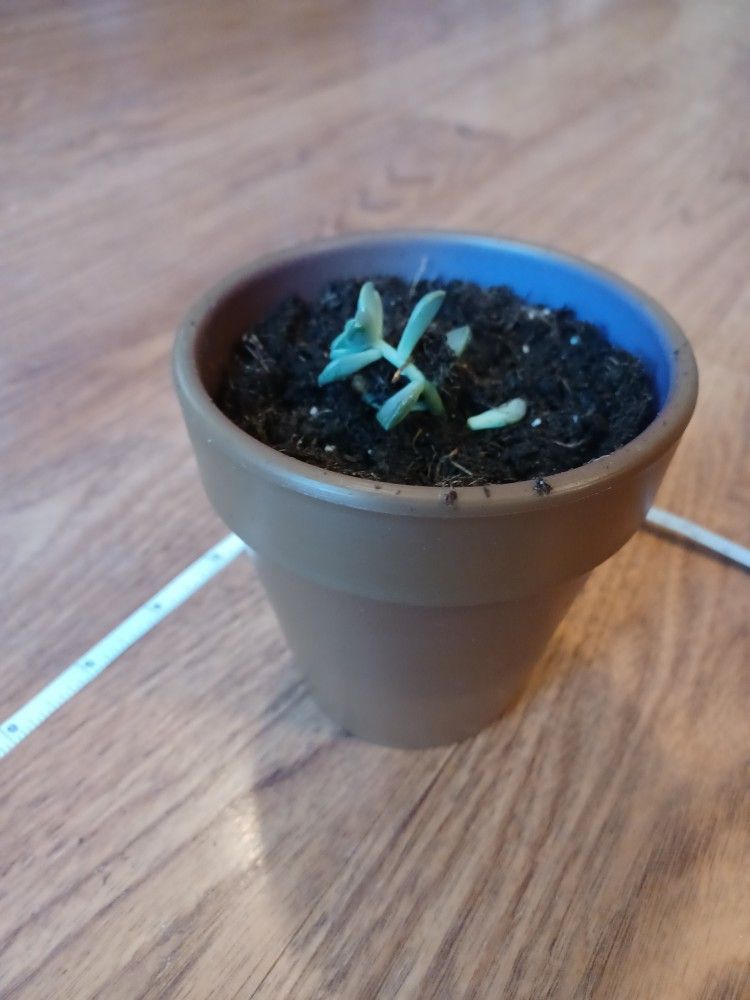 Small Gray Planter Pot - photo 4