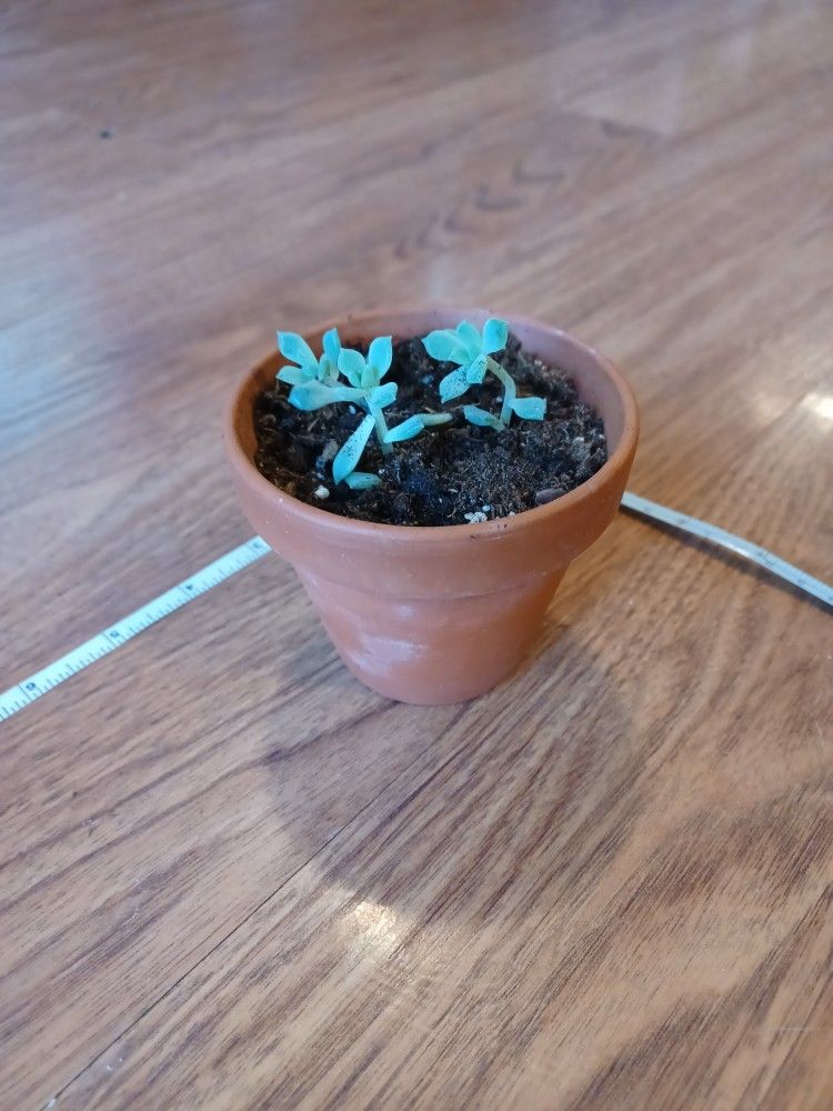 Small Terracotta Pot Perfect For Cacti Or Succulents - photo 4