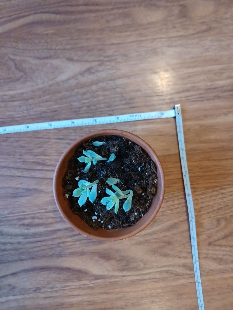 Small Terracotta Pot Perfect For Cacti Or Succulents - photo 5
