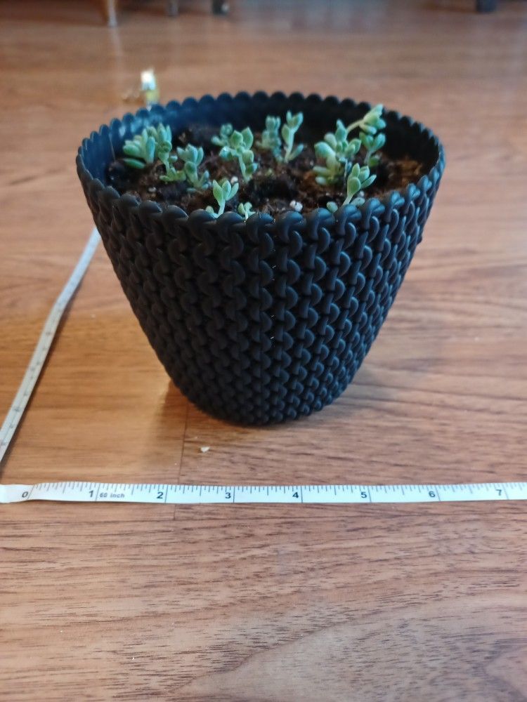Black Plastic Planter Pot Perfect For Indoor Or Outdoor Plants