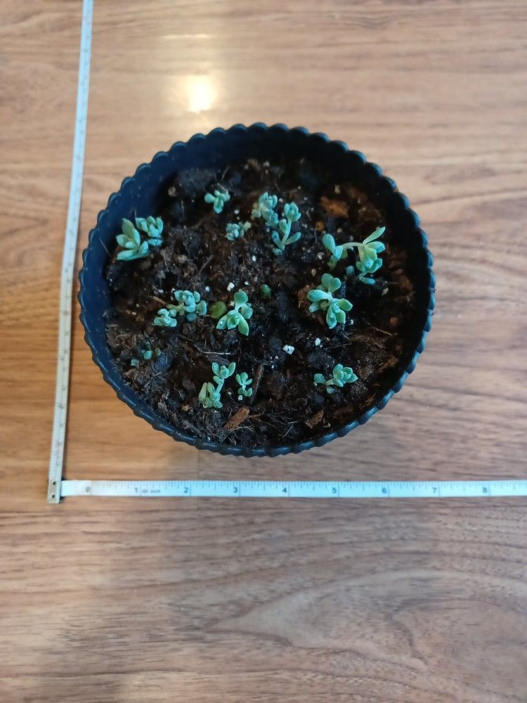 Black Plastic Planter Pot Perfect For Indoor Or Outdoor Plants - photo 2