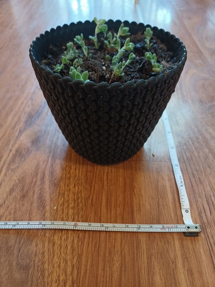 Black Plastic Planter Pot Perfect For Indoor Or Outdoor Plants - photo 3