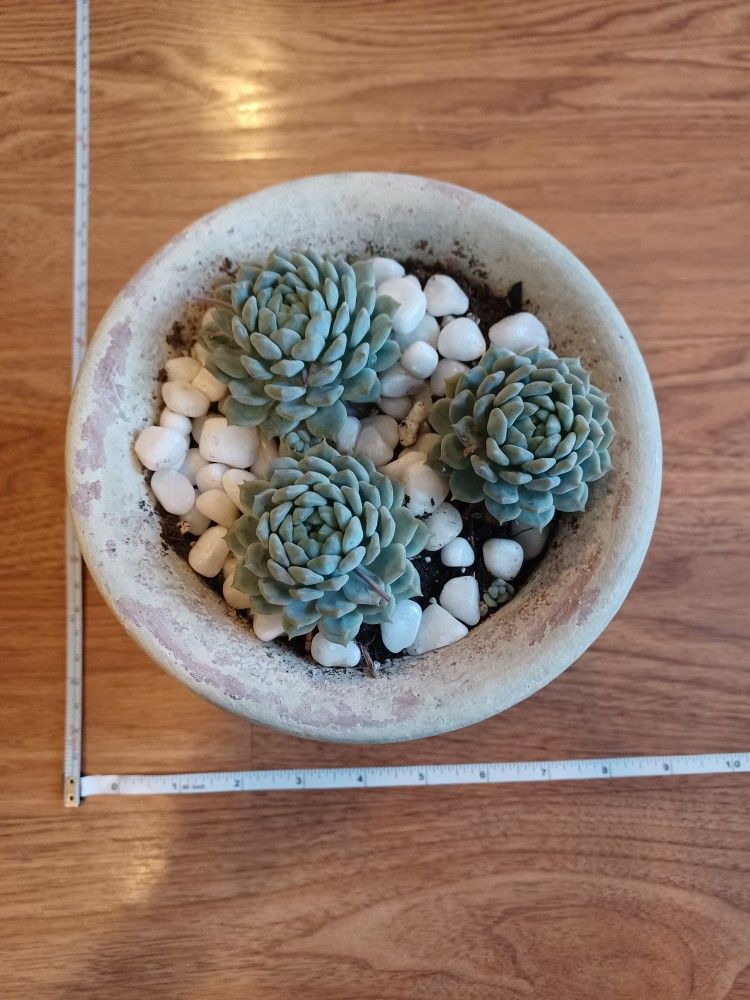 Gray With Roses Theme Decorative Planter Pot With 3 Succulents - photo 2