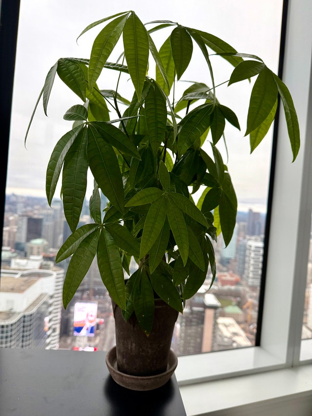 Money Tree 21” high in real clay pot