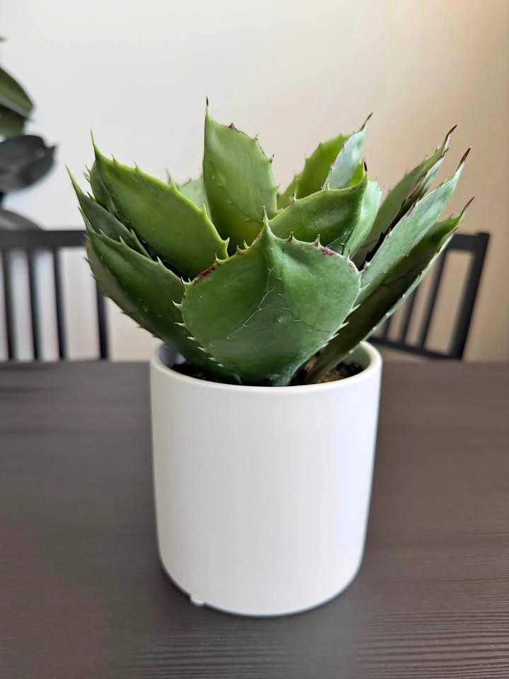 Moving Sale: Fake House Plant
