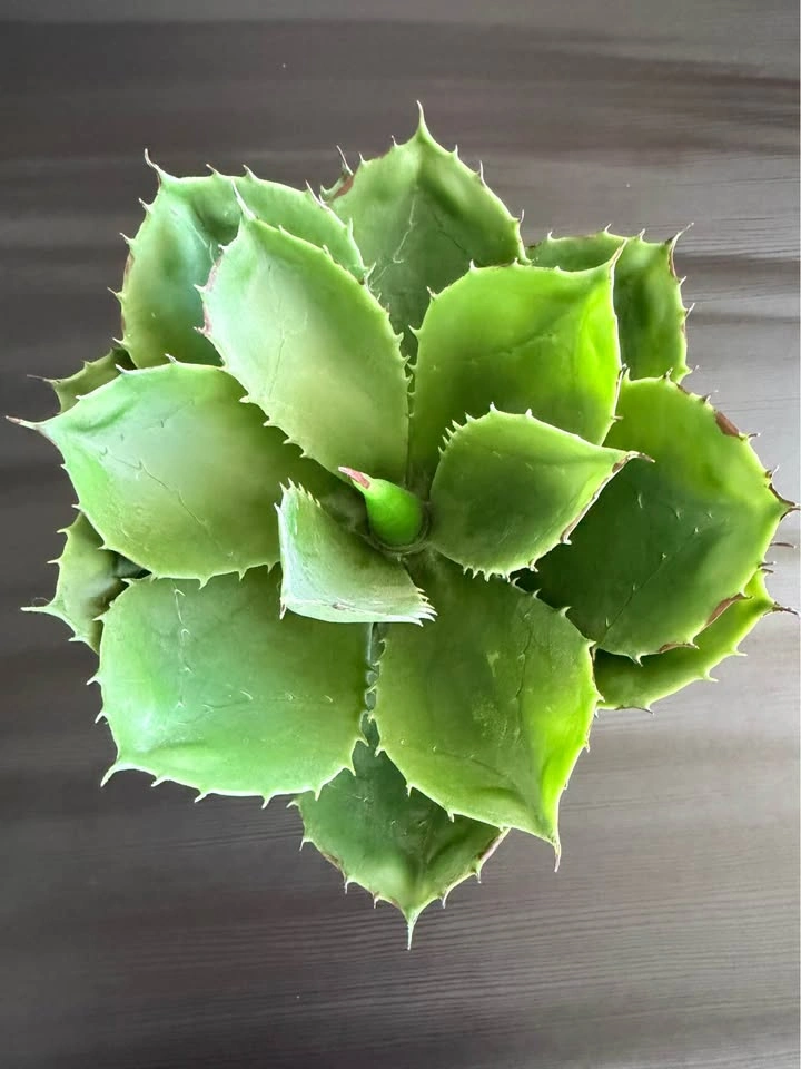 Moving Sale: Fake House Plant - photo 2