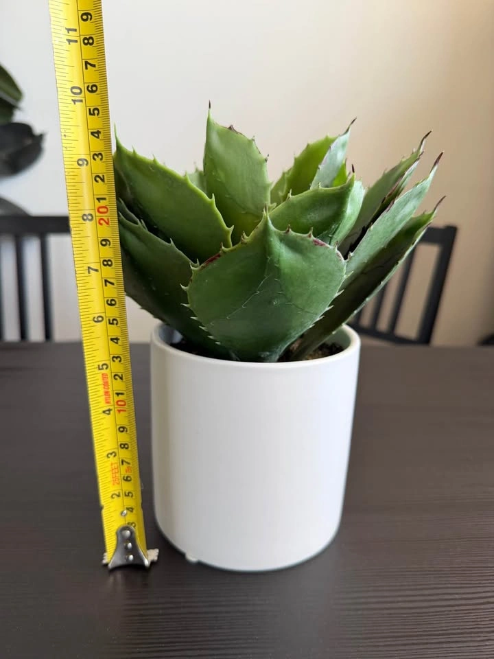 Moving Sale: Fake House Plant - photo 3