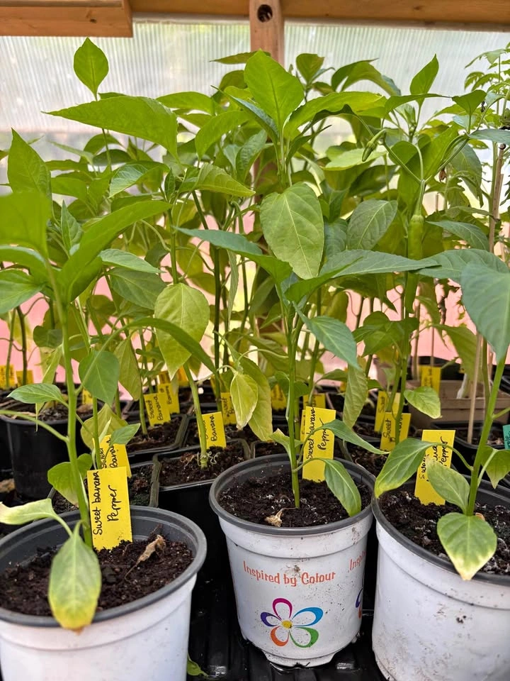 Sweet Banana Peppers plant for sale
