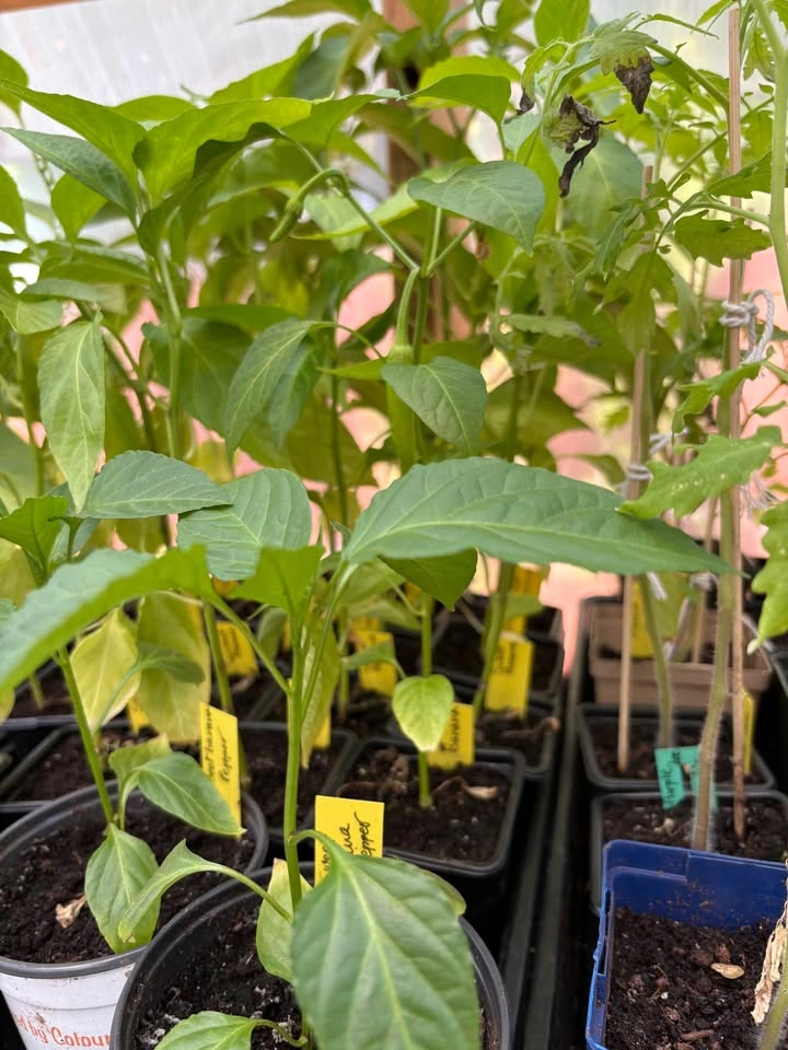 Sweet Banana Peppers plant for sale - photo 2