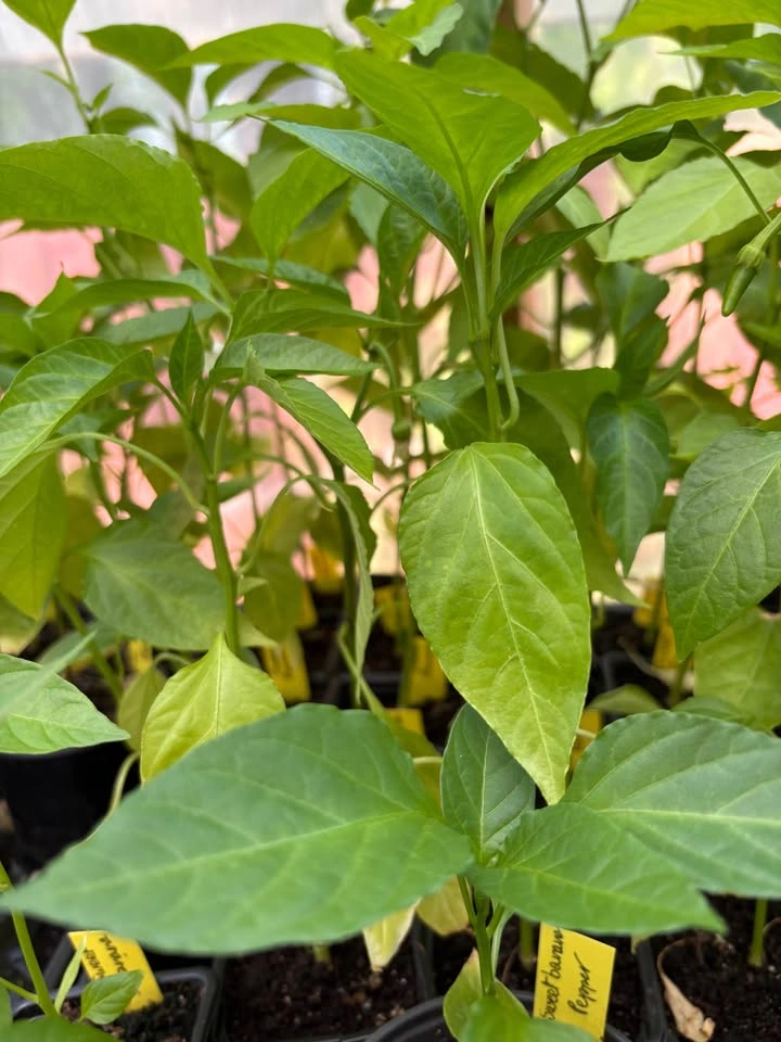 Sweet Banana Peppers plant for sale - photo 3