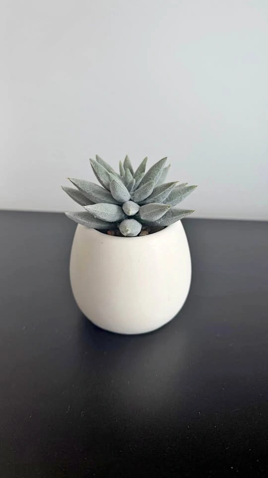 Succulent