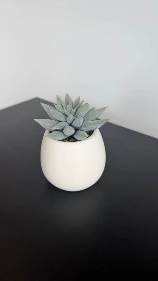 Succulent - photo 2