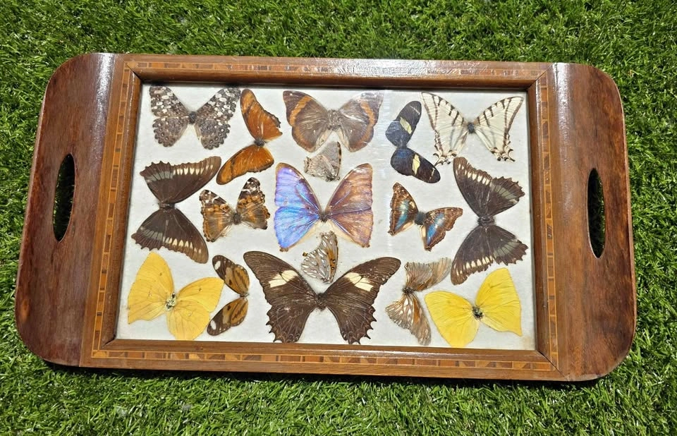 Vintage Preserved Butterfly Display Wood Frame Tray