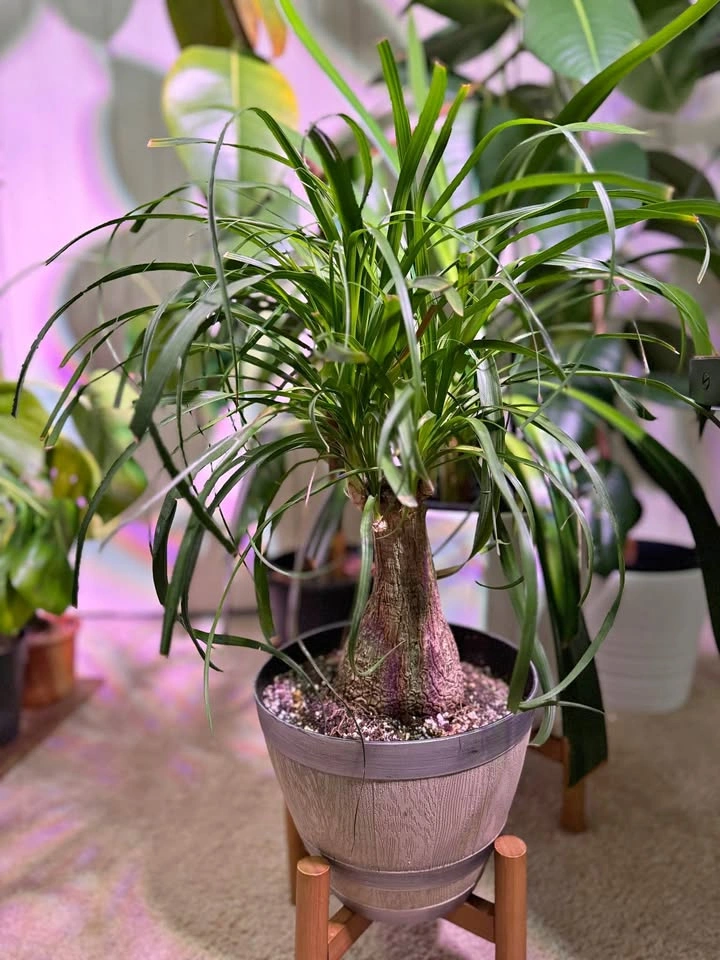 Pony Tail palm