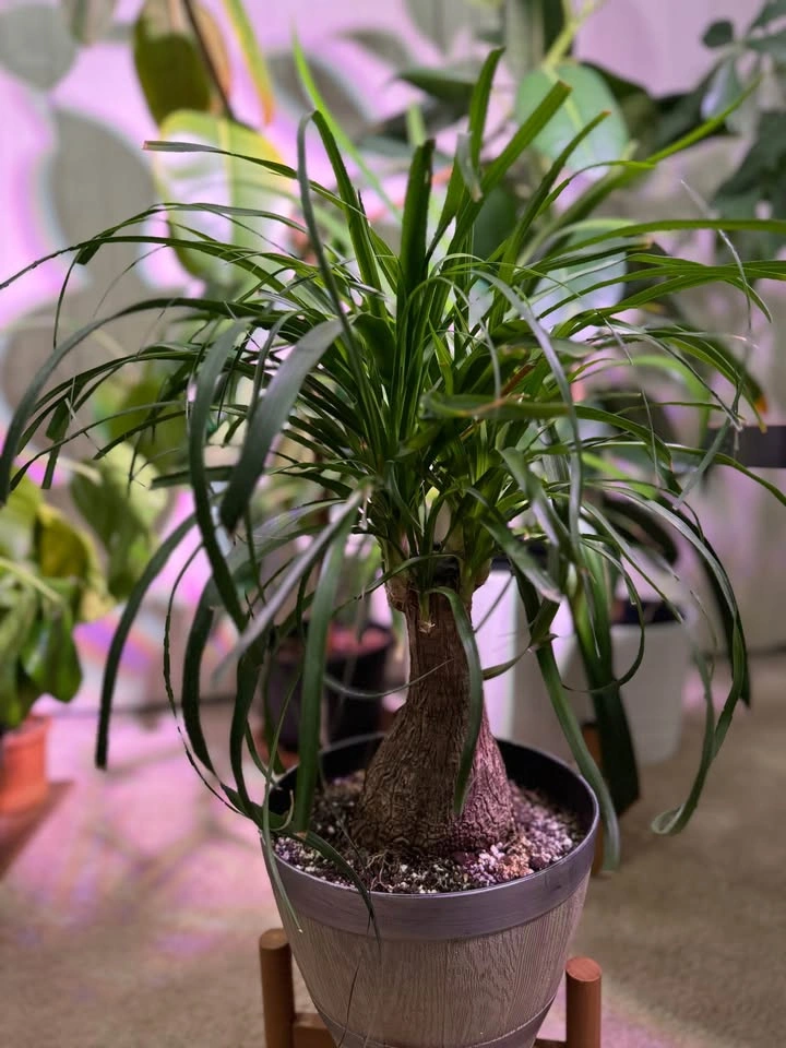 Pony Tail palm - photo 2