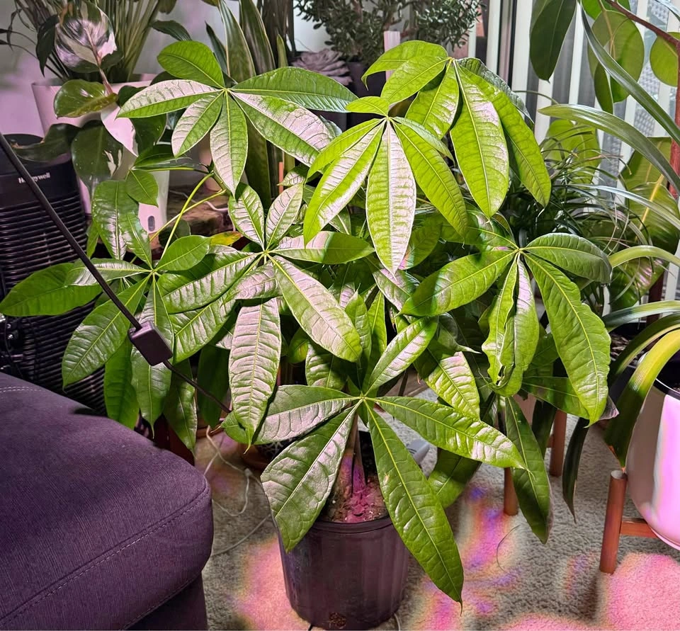 Money Tree