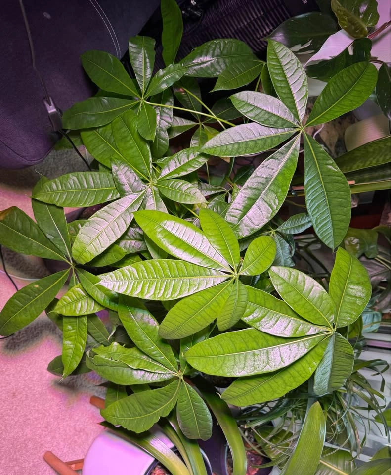 Money Tree - photo 2
