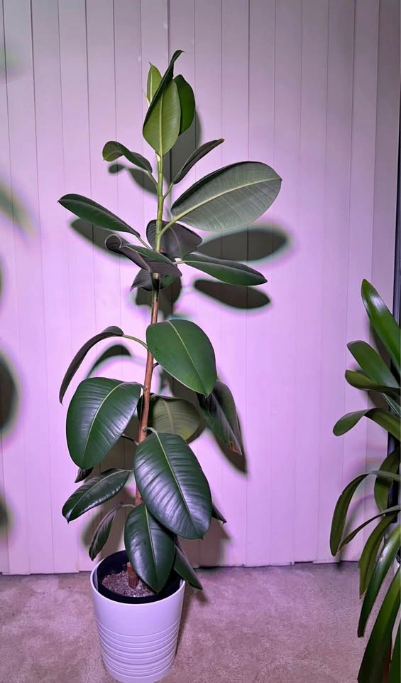 Ficus