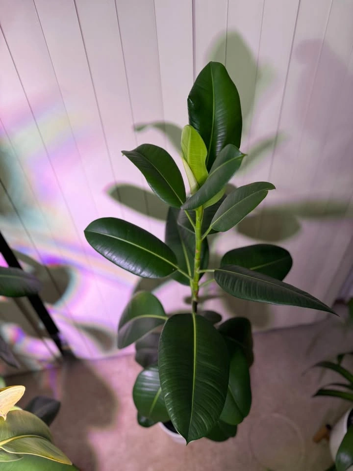 Ficus - photo 2