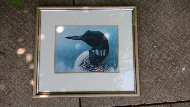 Framed Michael Dumas Loon Reproduction Print