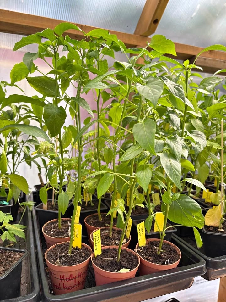 Kashmiri Chili plants for sale
