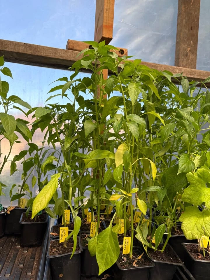 Kashmiri Chili plants for sale - photo 2