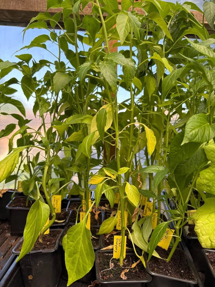 Kashmiri Chili plants for sale - photo 3