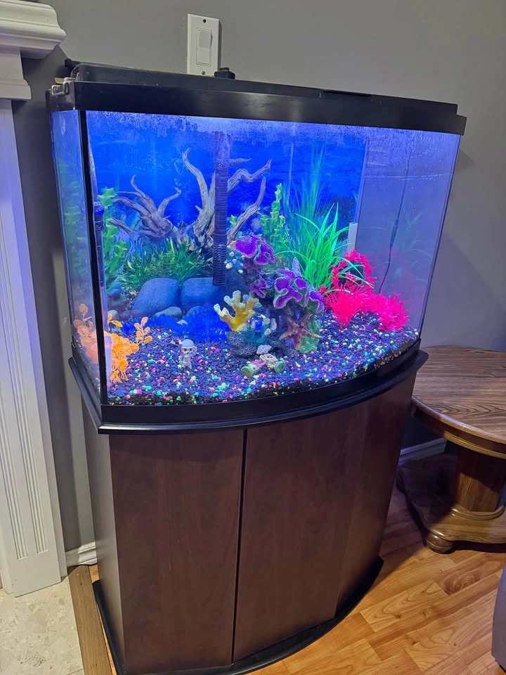 36” bow front Fish Tank