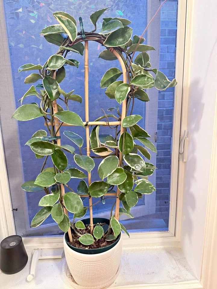Hoya Albo
